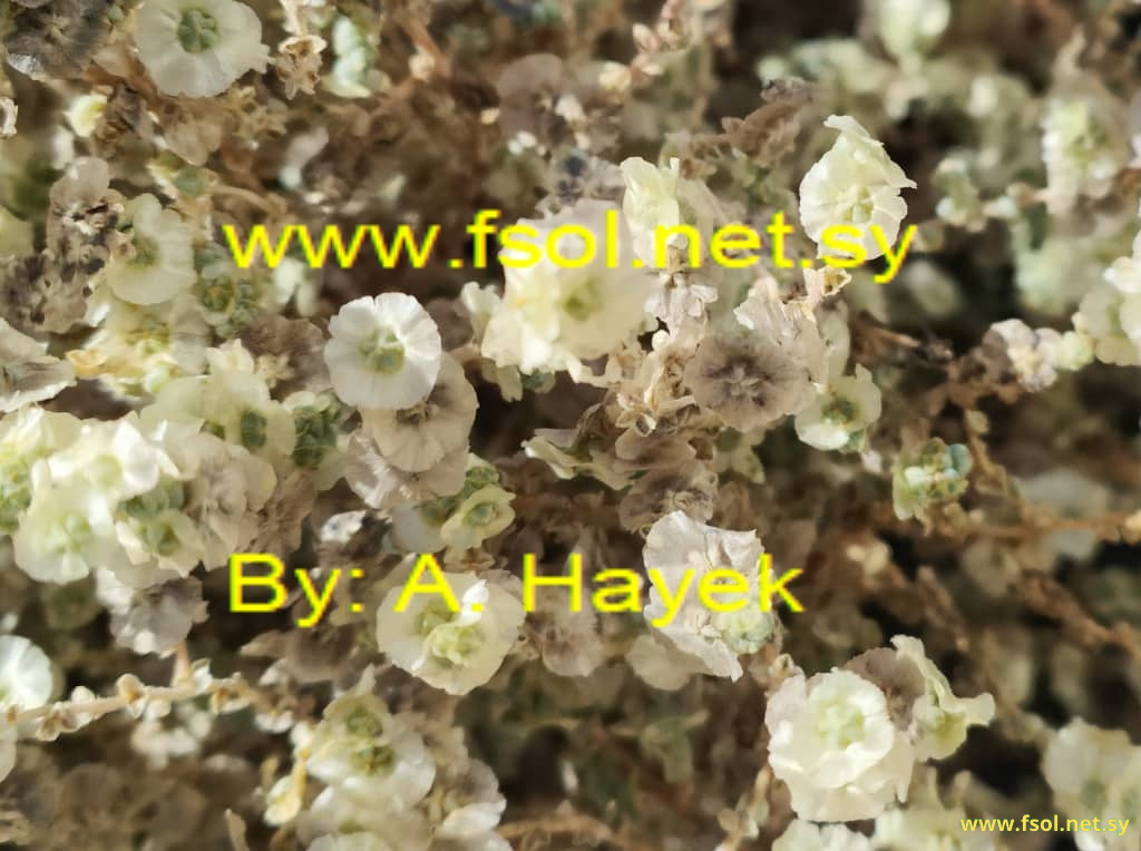 Salsola volkensii Asch.